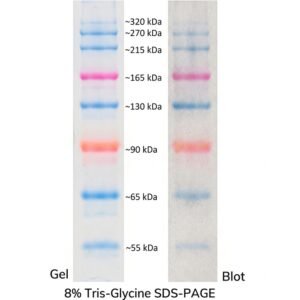BM017-R500 Orange Prestained Protein Marker VI 250ul