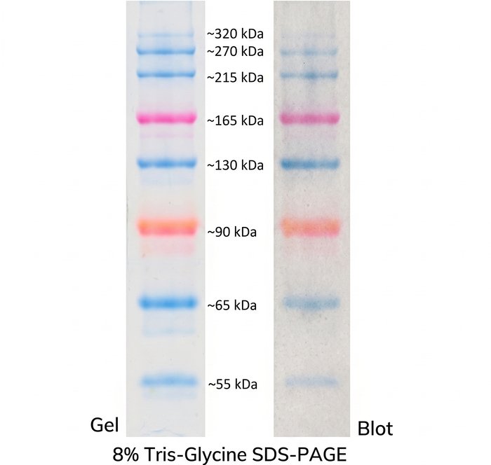 BM017-R500 Orange Prestained Protein Marker VI 250ul