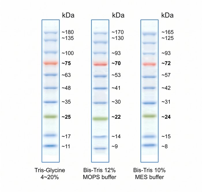 BlueRAY Prestained Protein Ladder 500 ul BM006-0500