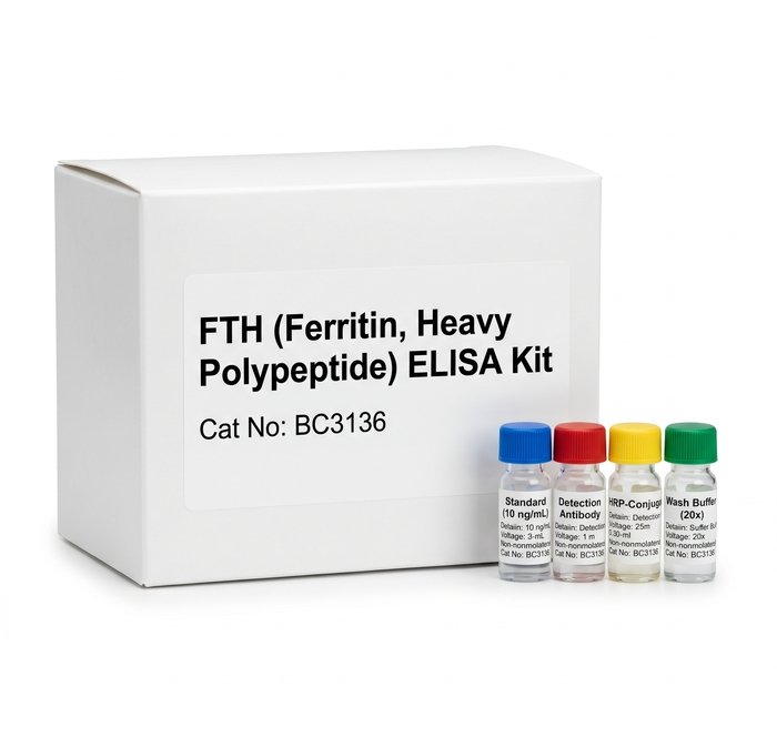BC3136 FTH Ferritin Heavy Polypeptide ELISA Kit 96 Test