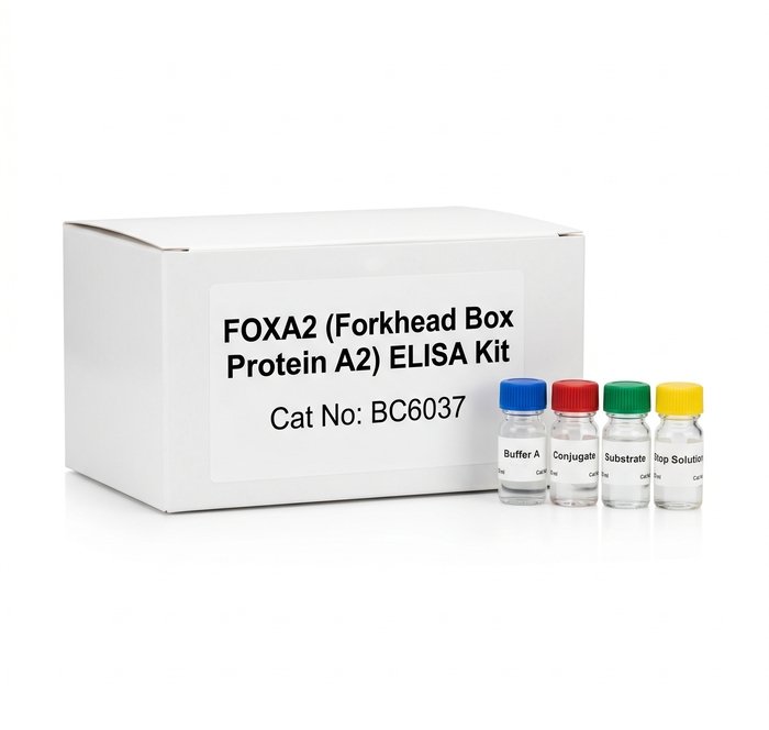 BC6037 FOXA2 ELISA Kit for Mouse 96 Tests