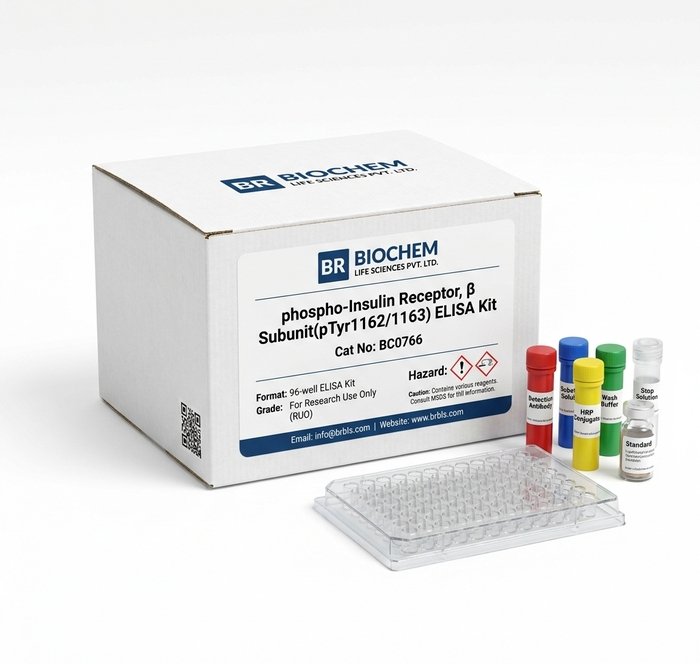 Mouse phospho-Insulin Receptor Beta pTyr1162/1163 ELISA Kit