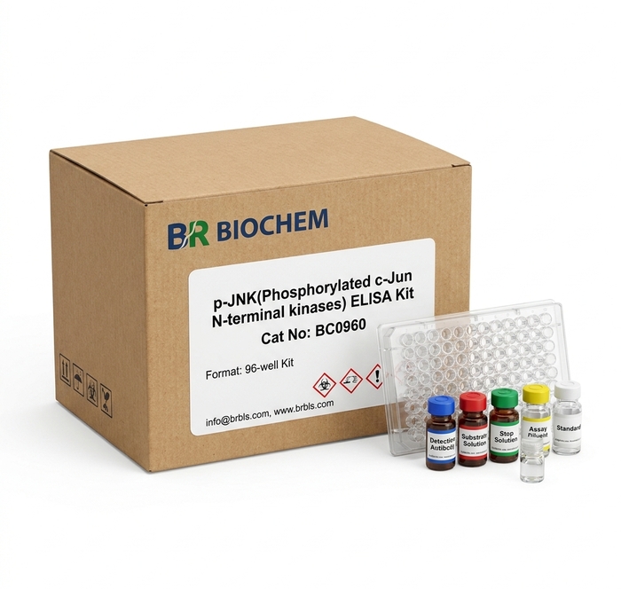 Rat p-JNK Phosphorylated c-Jun ELISA Kit 96 Test BC0960