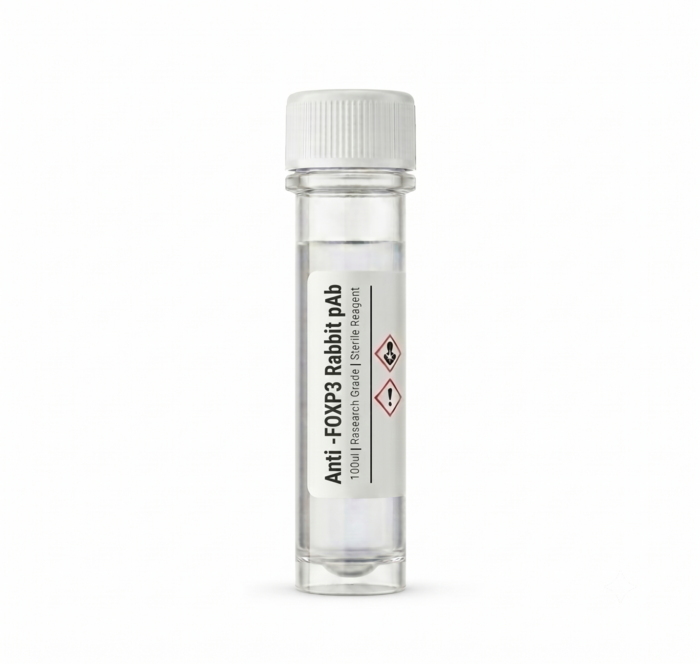 Anti-FOXP3 Rabbit Polyclonal Antibody 100ul