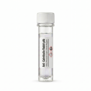 Anti-Calreticulin Rabbit Polyclonal Antibody 100ul
