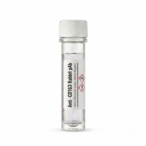 Anti-CD163 Rabbit Polyclonal Antibody 100ul
