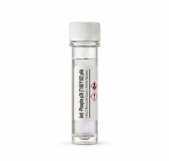 Anti-Phospho-p38 (T180/Y182) Rabbit pAb 100ul