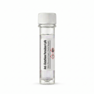 Anti-GPX4 Rabbit Polyclonal Antibody 100ul