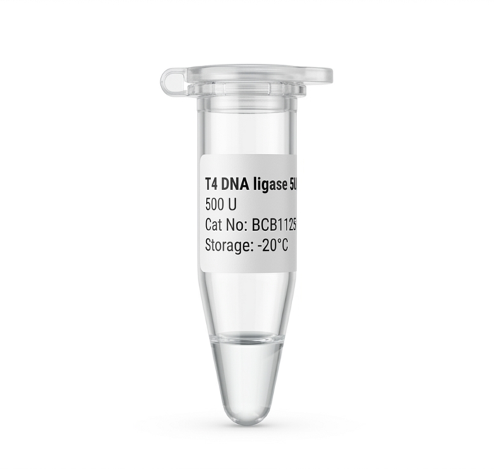 Molecular Biology Enzymes