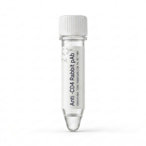 Anti-CD4 Rabbit Polyclonal Antibody - 100ul BC11064
