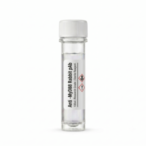 Anti-MyD88 Rabbit Polyclonal Antibody BC111554 100ul