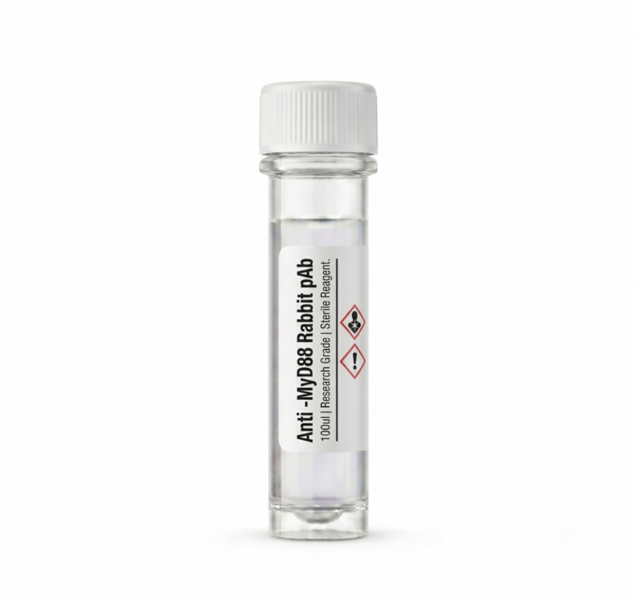 Anti-MyD88 Rabbit Polyclonal Antibody BC111554 100ul