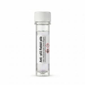 Anti-p53 Rabbit Polyclonal Antibody 100ul BC111740