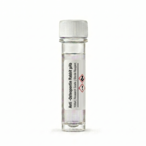 Anti-Osteopontin Rabbit pAb BC11500