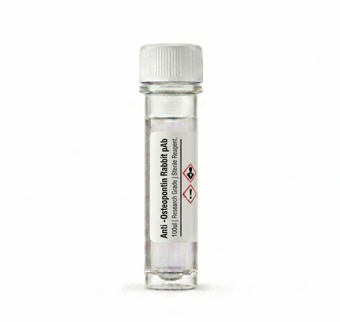 Anti-Osteopontin Rabbit pAb BC11500