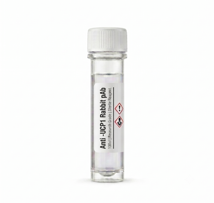 Research Antibodies