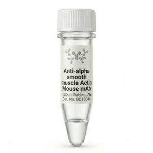 Anti-alpha smooth muscle Actin Mouse mAb (BC13044) 100ul