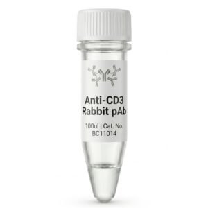 Anti-CD3 Rabbit Polyclonal Antibody - BC11014 - 100ul