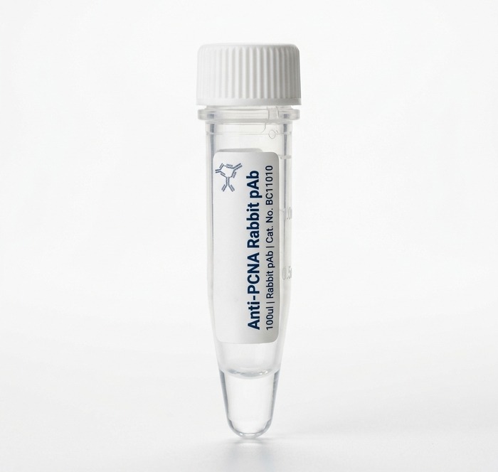 Anti-PCNA Rabbit pAb Antibody 100ul