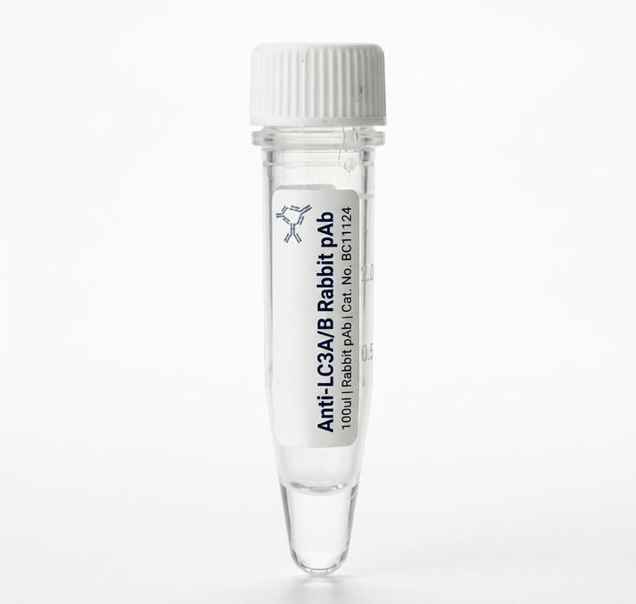 Anti-LC3A/B Rabbit Polyclonal Antibody BC11124 100ul