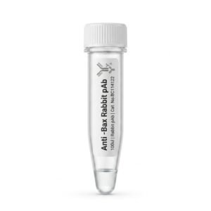 Anti-Bax Rabbit Polyclonal Antibody 100ul BC114122