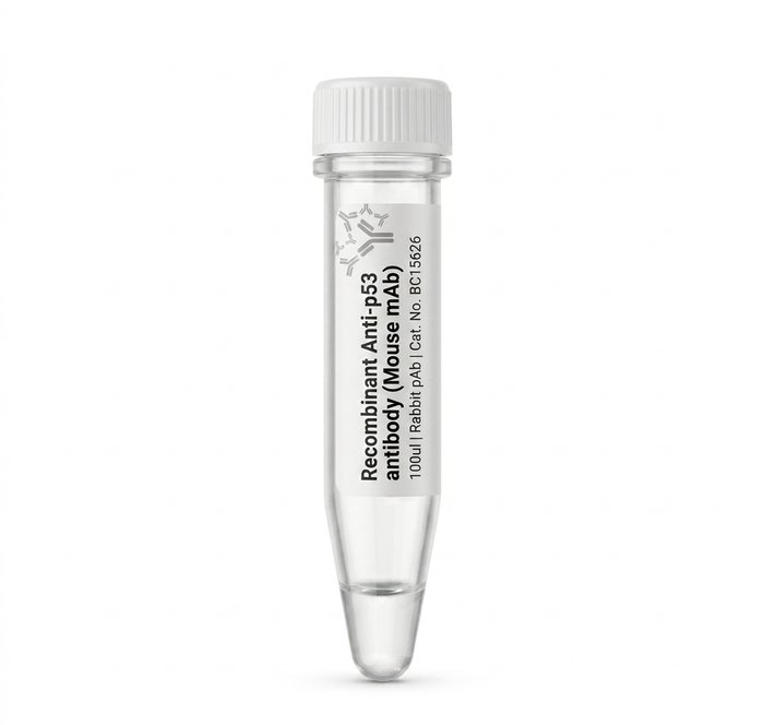 Recombinant Anti-p53 Antibody Mouse mAb BC15626 100ul