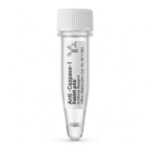 Anti-Caspase-1 Rabbit pAb 100ul BC11383