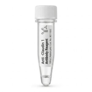 Anti-Claudin 1 Rabbit Polyclonal Antibody BC11032