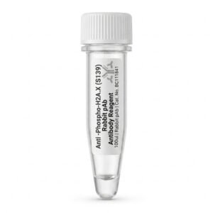 Anti-Phospho-H2A.X (S139) Rabbit pAb 100ul