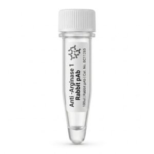 Anti-Arginase 1 Rabbit pAb - 100ul (BC11285)