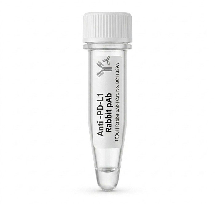 Anti-PD-L1 Rabbit Polyclonal Antibody 100ul BC11339A