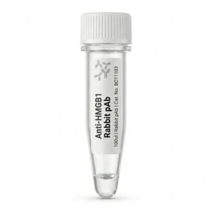 Anti-HMGB1 Rabbit Polyclonal Antibody 100ul BC11103
