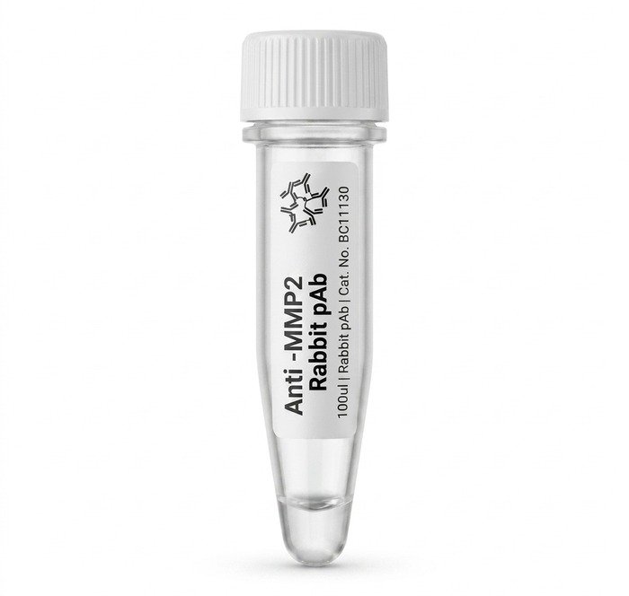 Anti-MMP2 Rabbit pAb - 100ul Research Antibody