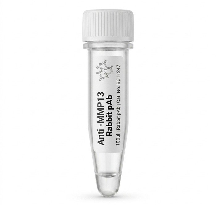 Anti-MMP13 Rabbit Polyclonal Antibody 100ul BC11247