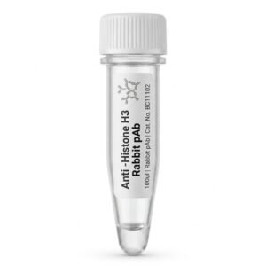 Anti-Histone H3 Rabbit Polyclonal Antibody 100ul BC11102