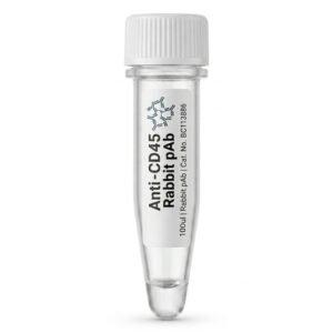 Anti-CD45 Rabbit Polyclonal Antibody 100ul BC113886