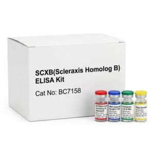 BC7158 Scleraxis Homolog B ELISA Kit 96 Test