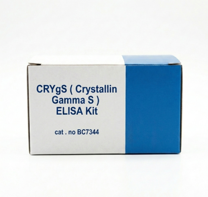 CRYgS ELISA Kit for Mouse | BC7344 | 96 Test