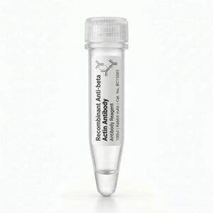 Recombinant Anti-beta Actin Antibody Rabbit mAb BC15003