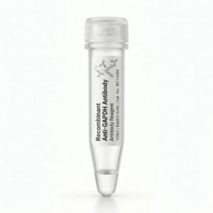 Recombinant Anti-GAPDH Rabbit Monoclonal Antibody BC15004