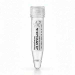 Recombinant Anti-GAPDH Antibody (Mouse mAb) BC15002
