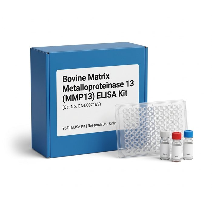 Bovine MMP13 ELISA Kit GA-E0071BV 96 Test