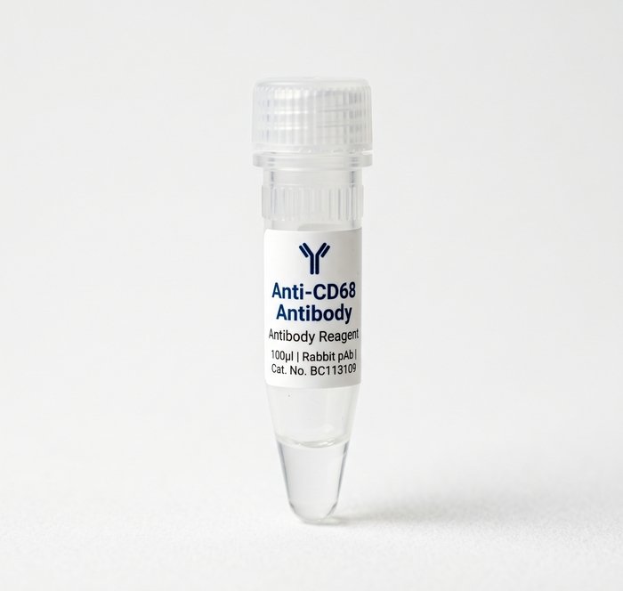 Anti-CD68 Rabbit Polyclonal Antibody 100ul BC113109
