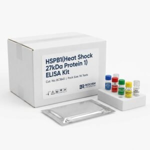 HSPB1 ELISA Kit 96 Test - Human Rat Mouse Cattle
