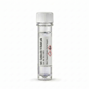 Anti-Cytokeratin 14 Rabbit pAb (100ul) BC11803