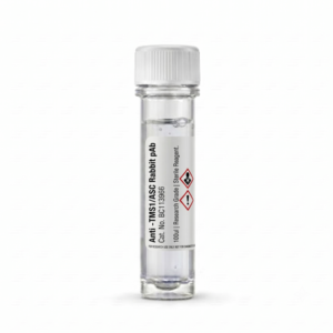 Anti-TMS1/ASC Rabbit Polyclonal Antibody 100ul BC113966
