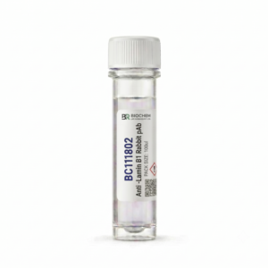 Anti-Lamin B1 Rabbit pAb - 100ul Research Antibody