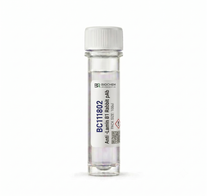 Anti-Lamin B1 Rabbit pAb - 100ul Research Antibody
