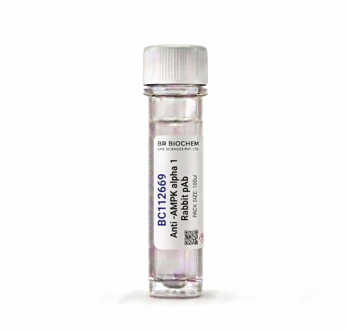 Anti-AMPK alpha 1 Rabbit pAb 100ul Research Antibody