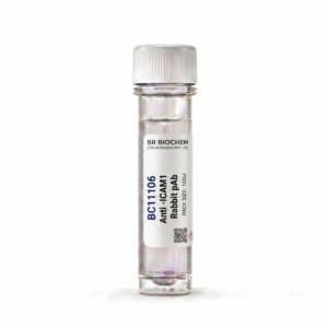 Anti-ICAM1 Rabbit Polyclonal Antibody 100ul BC11106